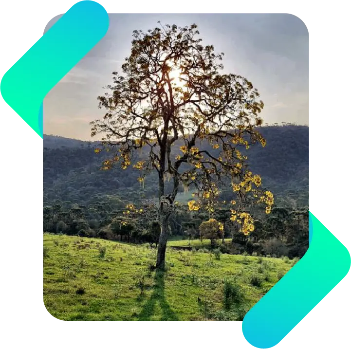 tree on hill with green fields