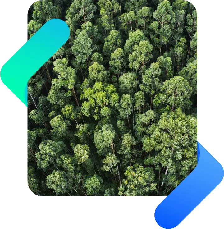 forest with green trees seen from above